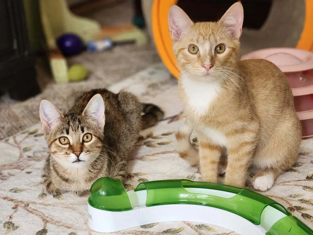 Hotcake - Domestic Short Hair
