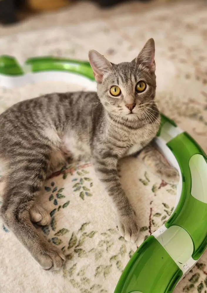 Littlebird - Domestic Short Hair