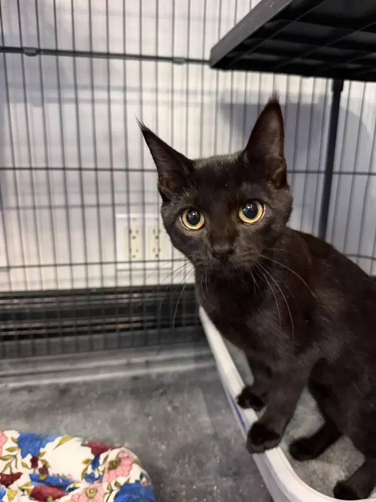 Granger - Domestic Short Hair