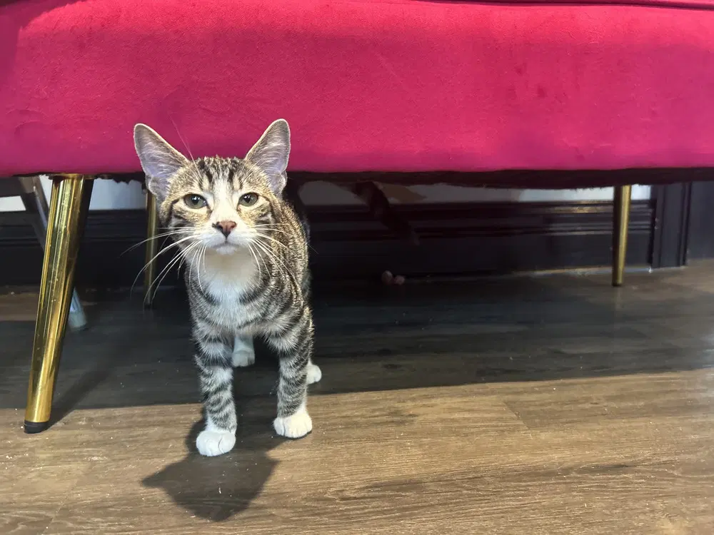 Wynken - Domestic Short Hair