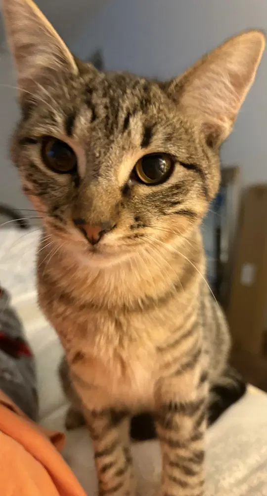 Frost - Domestic Short Hair