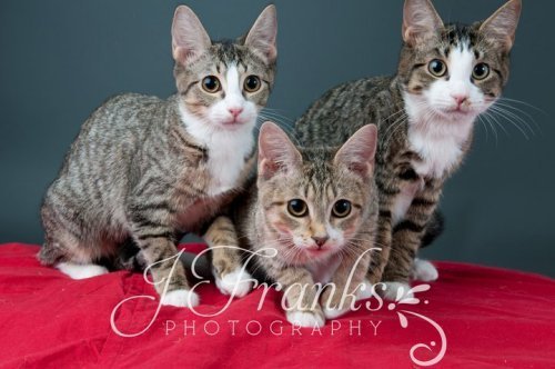 Three VERY special kittens - Bart, Lisa, and Maggi