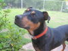 Duke - adoption pending