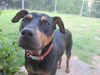 Duke - adoption pending