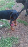 Duke - adoption pending