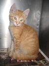 Wishes - reduced adopt fee $20