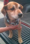 Sidney - adoption pending