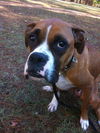 Sylvia