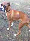 Sylvia