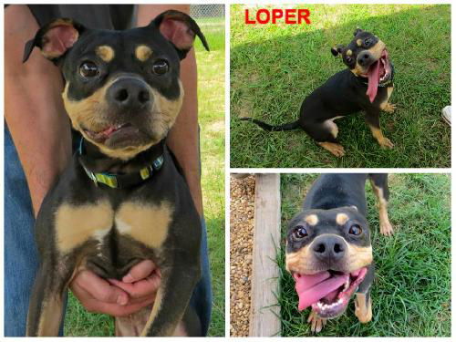 Loper -- NEEDS A FOSTER HOME!!