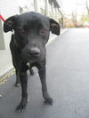 Sweetie (bonded pair - see Aubie)