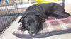 Sweetie (bonded pair - see Aubie)