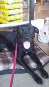 Sweetie (bonded pair - see Aubie)