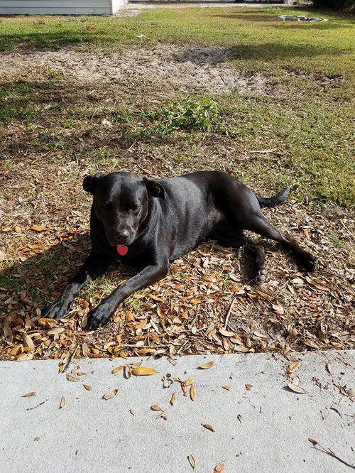 Sweetie (bonded pair - see Aubie)