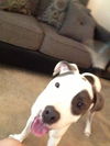 Cooper