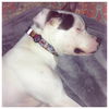 Cooper