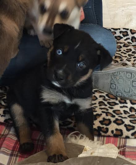 Wolfgang