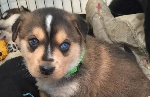 Loki