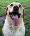 Rolo