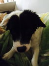 Zorro