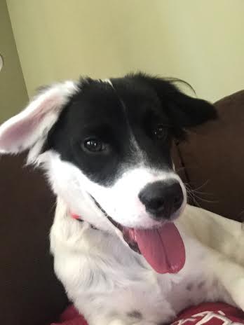 Zorro