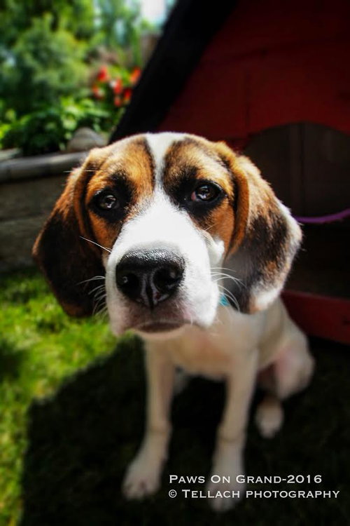 Nellie