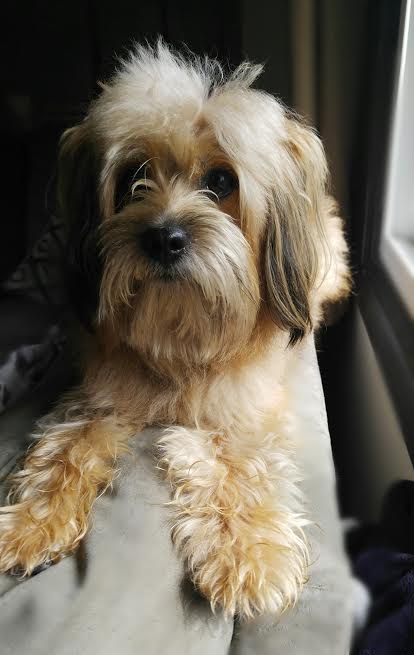 Benji
