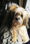 Benji