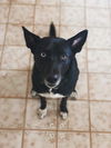 Rosie