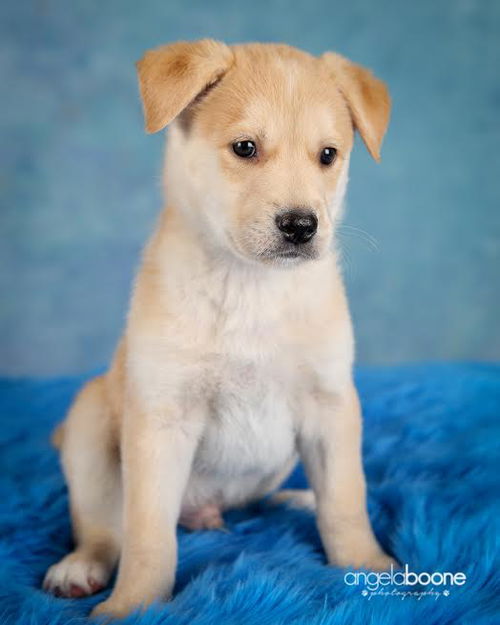 Oscar pup