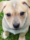 Lucy