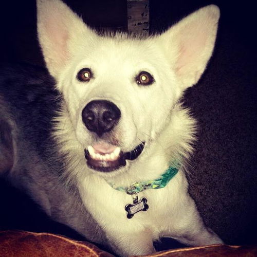 Willow