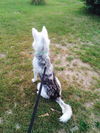 Willow