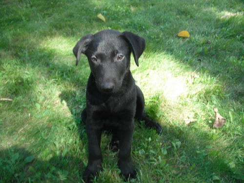 Finley