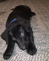 Sawyer