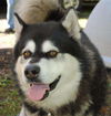 Samson
