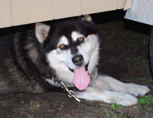 Samson