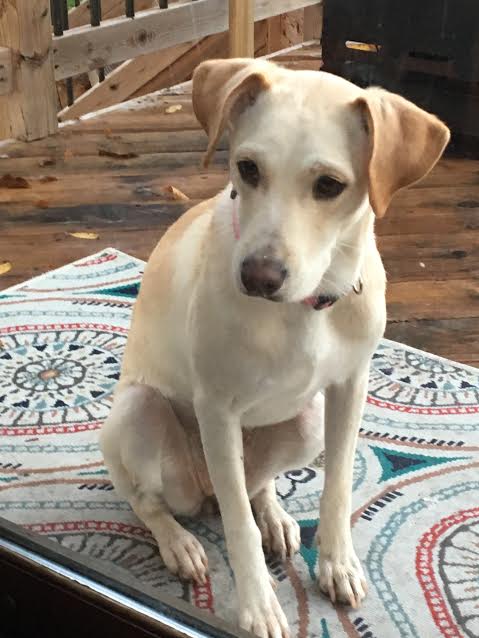 Penny