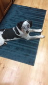 Patches pup