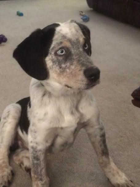 Patches pup