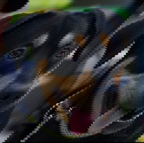 Jet