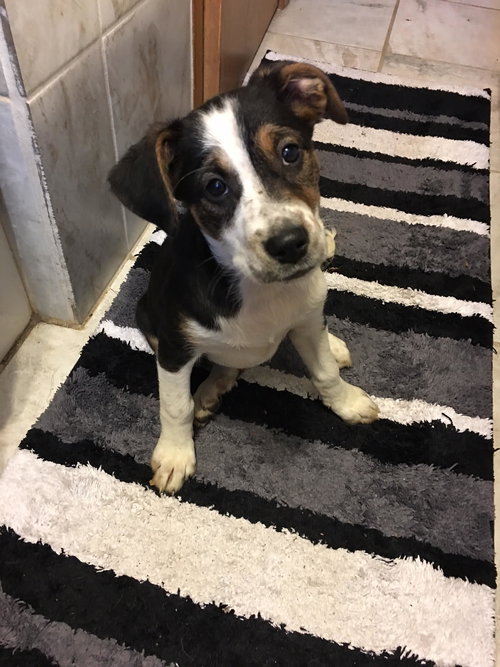 Darla