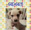 Gidget