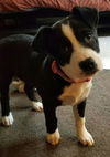 Oreo