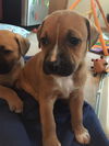 Ira puppy