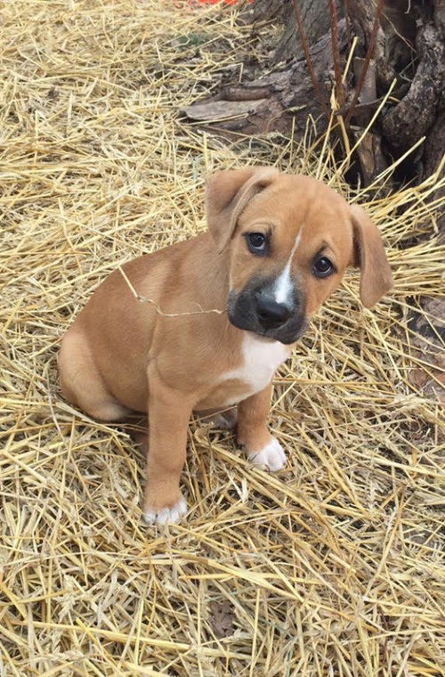 Ira puppy