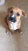 Ira puppy