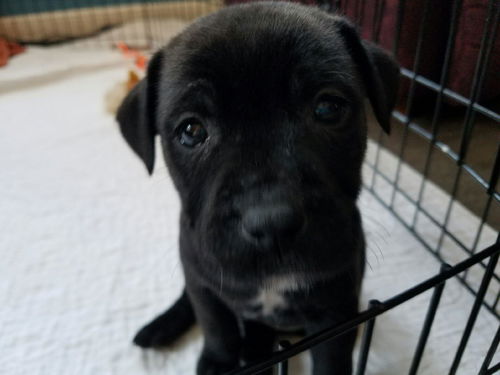 Inu