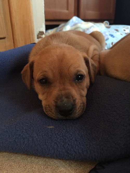 Iona