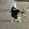 Sawyer